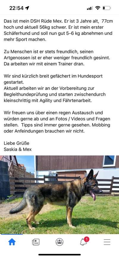 Alles rund um den Schäferhund, diskutieren erwünscht.-Beitrag-Bild