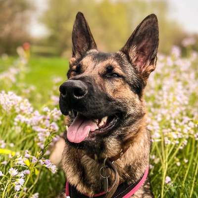Alles rund um den Schäferhund, diskutieren erwünscht.-Beitrag-Bild