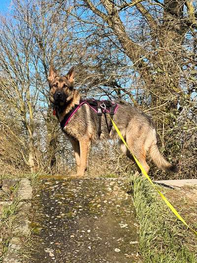 Hundegeschirr-Beitrag-Bild