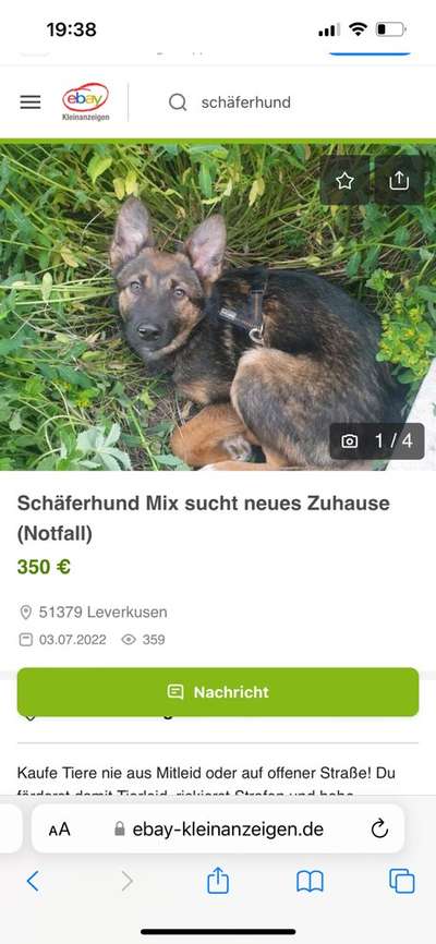 Alles rund um den Schäferhund, diskutieren erwünscht.-Beitrag-Bild