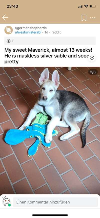 Schäferhund-Beitrag-Bild