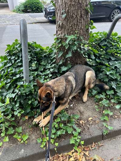 Alles rund um den Schäferhund, diskutieren erwünscht.-Beitrag-Bild