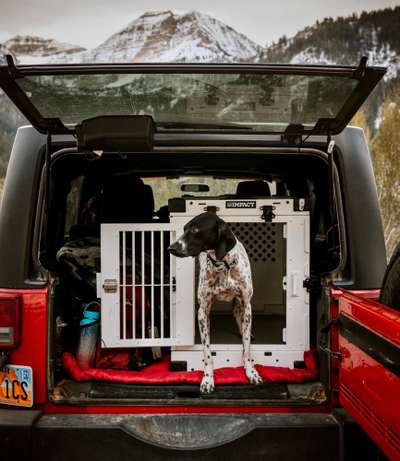 Alles rund um den Schäferhund, diskutieren erwünscht.-Beitrag-Bild