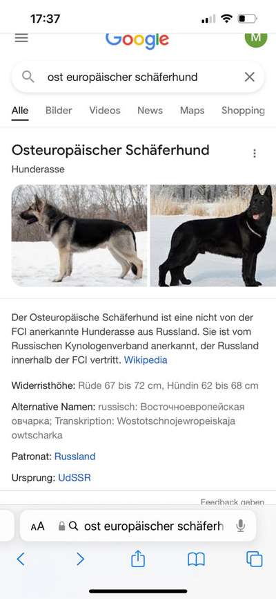 Alles rund um den Schäferhund, diskutieren erwünscht.-Beitrag-Bild