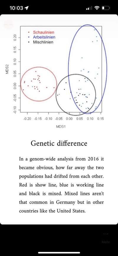 Alles rund um den Schäferhund, diskutieren erwünscht.-Beitrag-Bild