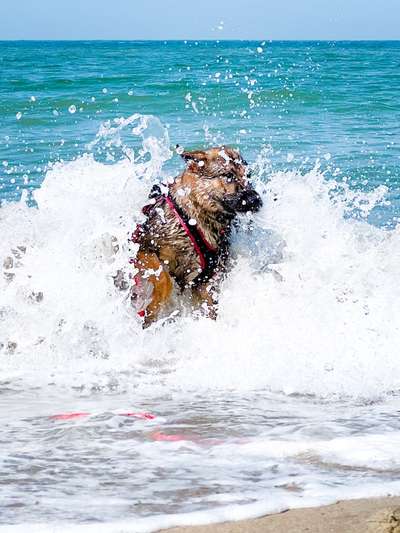 Alles rund um den Schäferhund, diskutieren erwünscht.-Beitrag-Bild