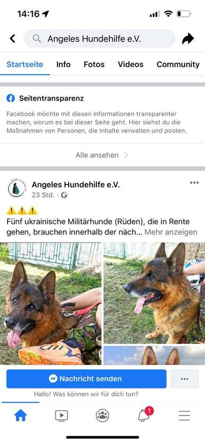 Alles rund um den Schäferhund, diskutieren erwünscht.-Beitrag-Bild