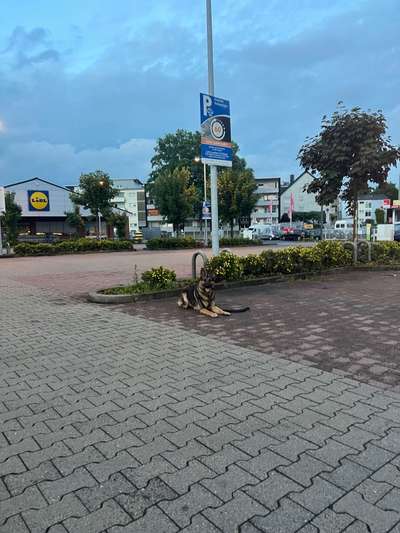 Alles rund um den Schäferhund, diskutieren erwünscht.-Beitrag-Bild