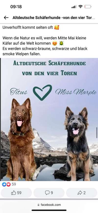 Alles rund um den Schäferhund, diskutieren erwünscht.-Beitrag-Bild