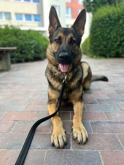 Alles rund um den Schäferhund, diskutieren erwünscht.-Beitrag-Bild