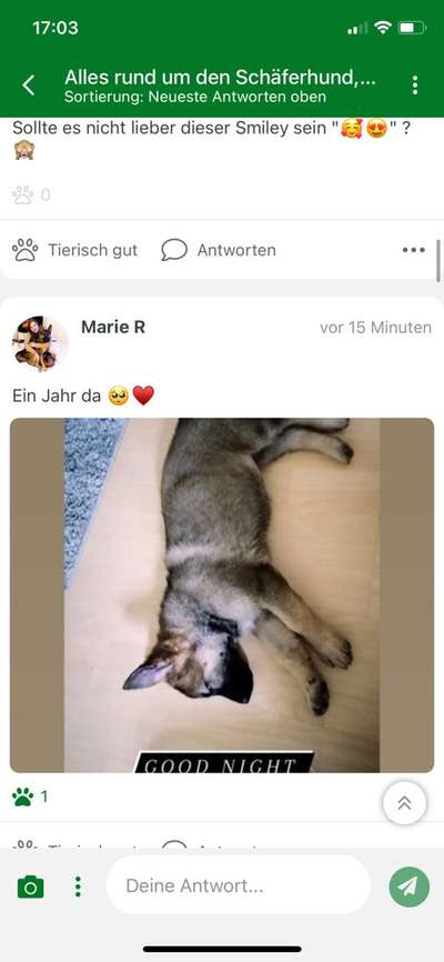 Alles rund um den Schäferhund, diskutieren erwünscht.-Beitrag-Bild