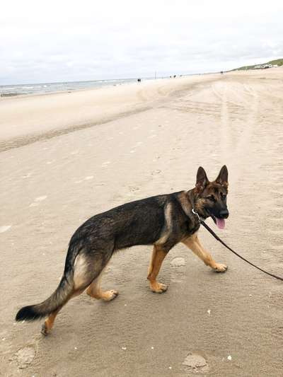 Alles rund um den Schäferhund, diskutieren erwünscht.-Beitrag-Bild