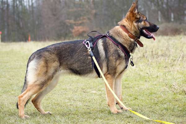 Alles rund um den Schäferhund, diskutieren erwünscht.-Beitrag-Bild