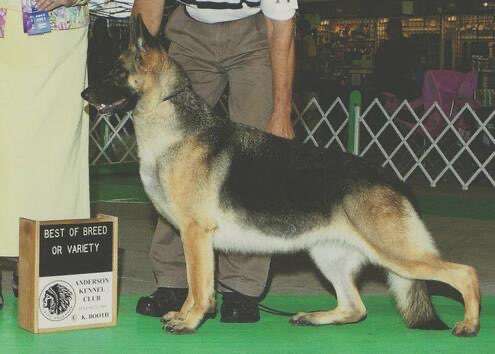 Alles rund um den Schäferhund, diskutieren erwünscht.-Beitrag-Bild