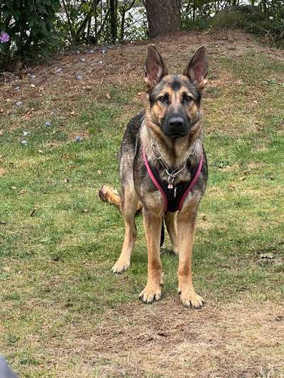 Alles rund um den Schäferhund, diskutieren erwünscht.-Beitrag-Bild