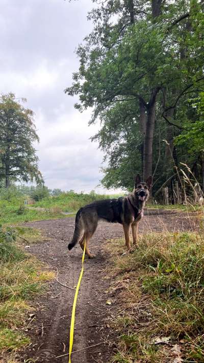 Der Gewichts-Thread-Beitrag-Bild