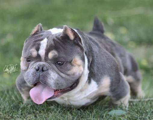 Brachycephale Hunderassen-Beitrag-Bild