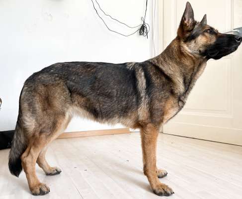 Der Gewichts-Thread-Beitrag-Bild