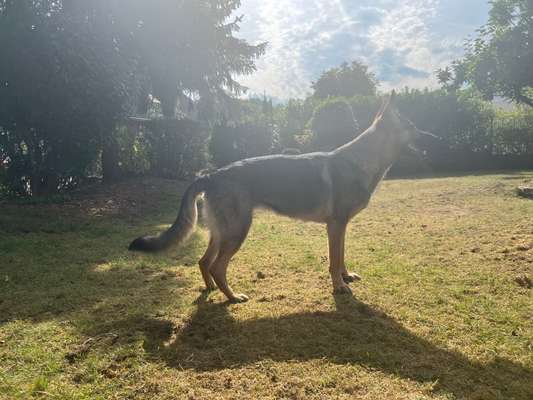 Alles rund um den Schäferhund, diskutieren erwünscht.-Beitrag-Bild