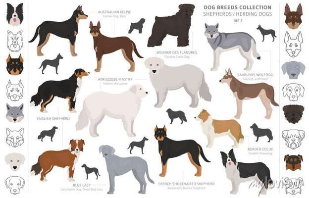 Alles rund um den Schäferhund, diskutieren erwünscht.-Beitrag-Bild