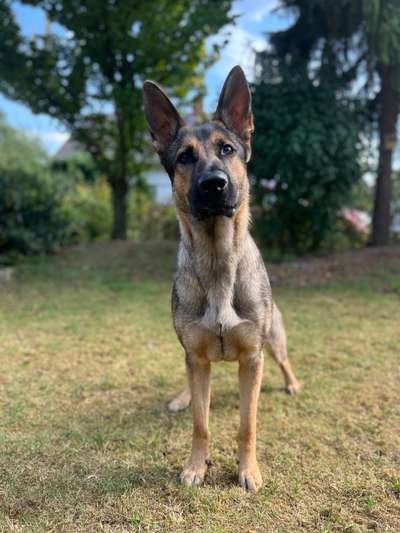 Alles rund um den Schäferhund, diskutieren erwünscht.-Beitrag-Bild