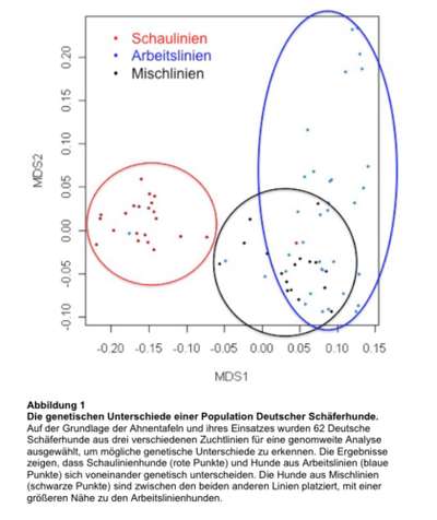 Alles rund um den Schäferhund, diskutieren erwünscht.-Beitrag-Bild