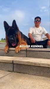 Alles rund um den Schäferhund, diskutieren erwünscht.-Beitrag-Bild