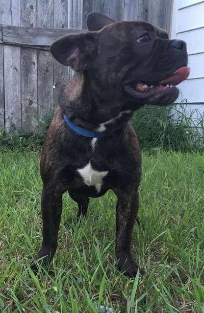 Brachycephale Hunderassen-Beitrag-Bild