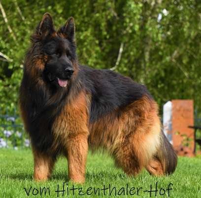 Alles rund um den Schäferhund, diskutieren erwünscht.-Beitrag-Bild