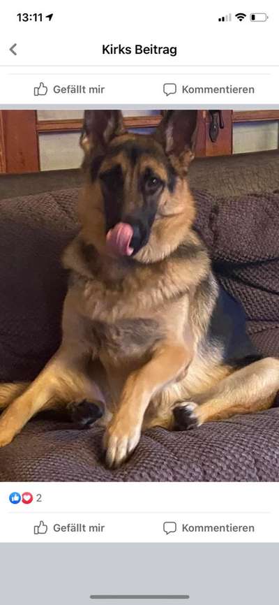 Alles rund um den Schäferhund, diskutieren erwünscht.-Beitrag-Bild