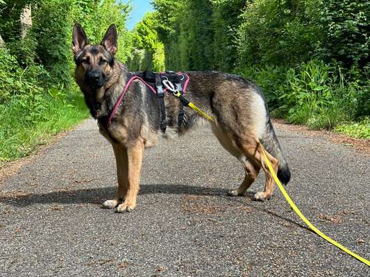 Alles rund um den Schäferhund, diskutieren erwünscht.-Beitrag-Bild