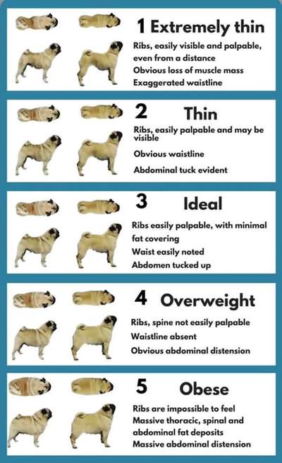 Der Gewichts-Thread-Beitrag-Bild