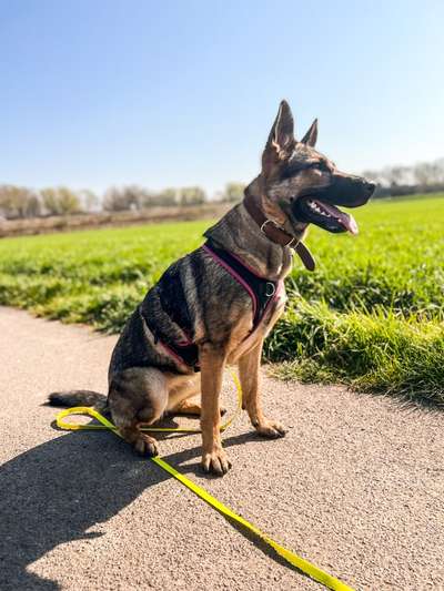 Alles rund um den Schäferhund, diskutieren erwünscht.-Beitrag-Bild