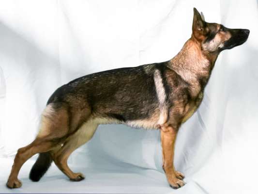 Alles rund um den Schäferhund, diskutieren erwünscht.-Beitrag-Bild