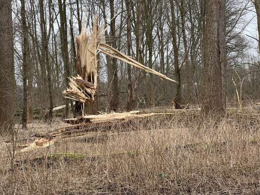 Alles rund um den Schäferhund, diskutieren erwünscht.-Beitrag-Bild