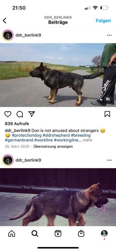 Alles rund um den Schäferhund, diskutieren erwünscht.-Beitrag-Bild