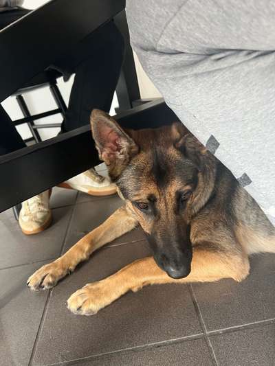 Alles rund um den Schäferhund, diskutieren erwünscht.-Beitrag-Bild