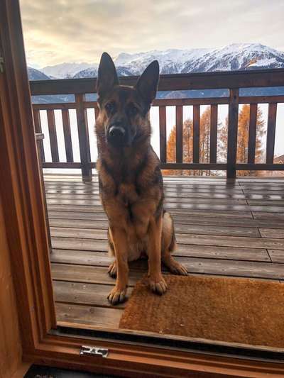 Alles rund um den Schäferhund, diskutieren erwünscht.-Beitrag-Bild