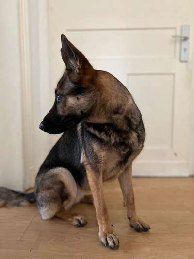 Alles rund um den Schäferhund, diskutieren erwünscht.-Beitrag-Bild