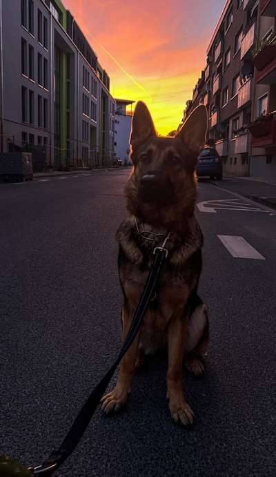 Alles rund um den Schäferhund, diskutieren erwünscht.-Beitrag-Bild