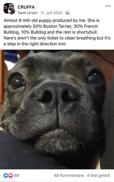 Brachycephale Hunderassen-Beitrag-Bild
