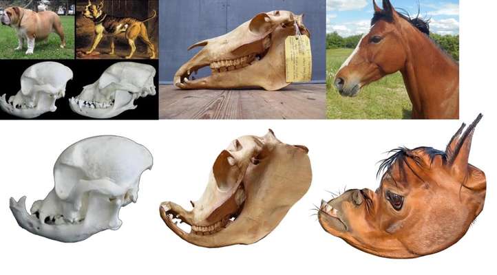 Brachycephale Hunderassen-Beitrag-Bild