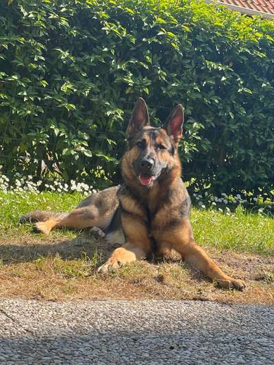 Alles rund um den Schäferhund, diskutieren erwünscht.-Beitrag-Bild