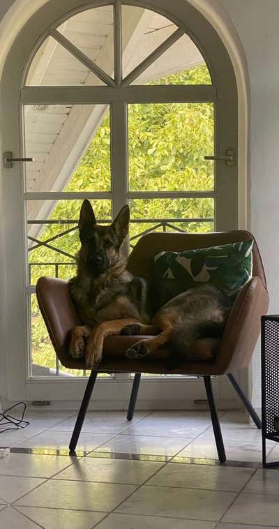 Alles rund um den Schäferhund, diskutieren erwünscht.-Beitrag-Bild