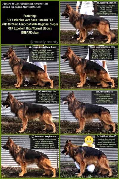 Alles rund um den Schäferhund, diskutieren erwünscht.-Beitrag-Bild