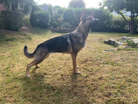 Alles rund um den Schäferhund, diskutieren erwünscht.-Beitrag-Bild