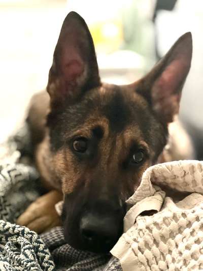 Alles rund um den Schäferhund, diskutieren erwünscht.-Beitrag-Bild