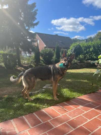 Alles rund um den Schäferhund, diskutieren erwünscht.-Beitrag-Bild