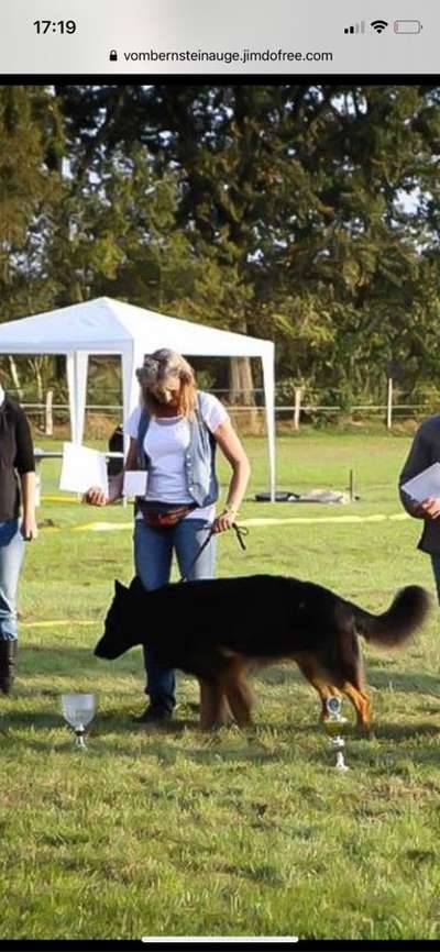 Alles rund um den Schäferhund, diskutieren erwünscht.-Beitrag-Bild