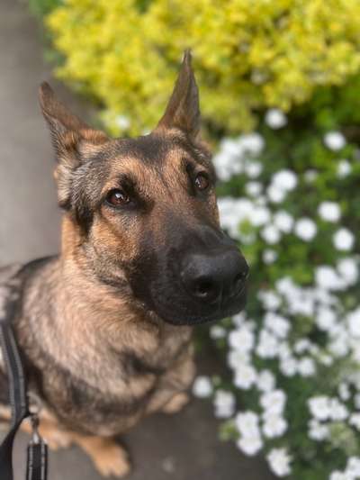 Alles rund um den Schäferhund, diskutieren erwünscht.-Beitrag-Bild